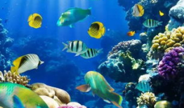 从海洋环球悠闲直播91,91直播带你悠闲探索蔚蓝世界